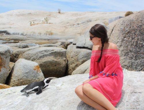 VISITING PENGUINS AT BOULDERS BEACH, SOUTH AFRICA
