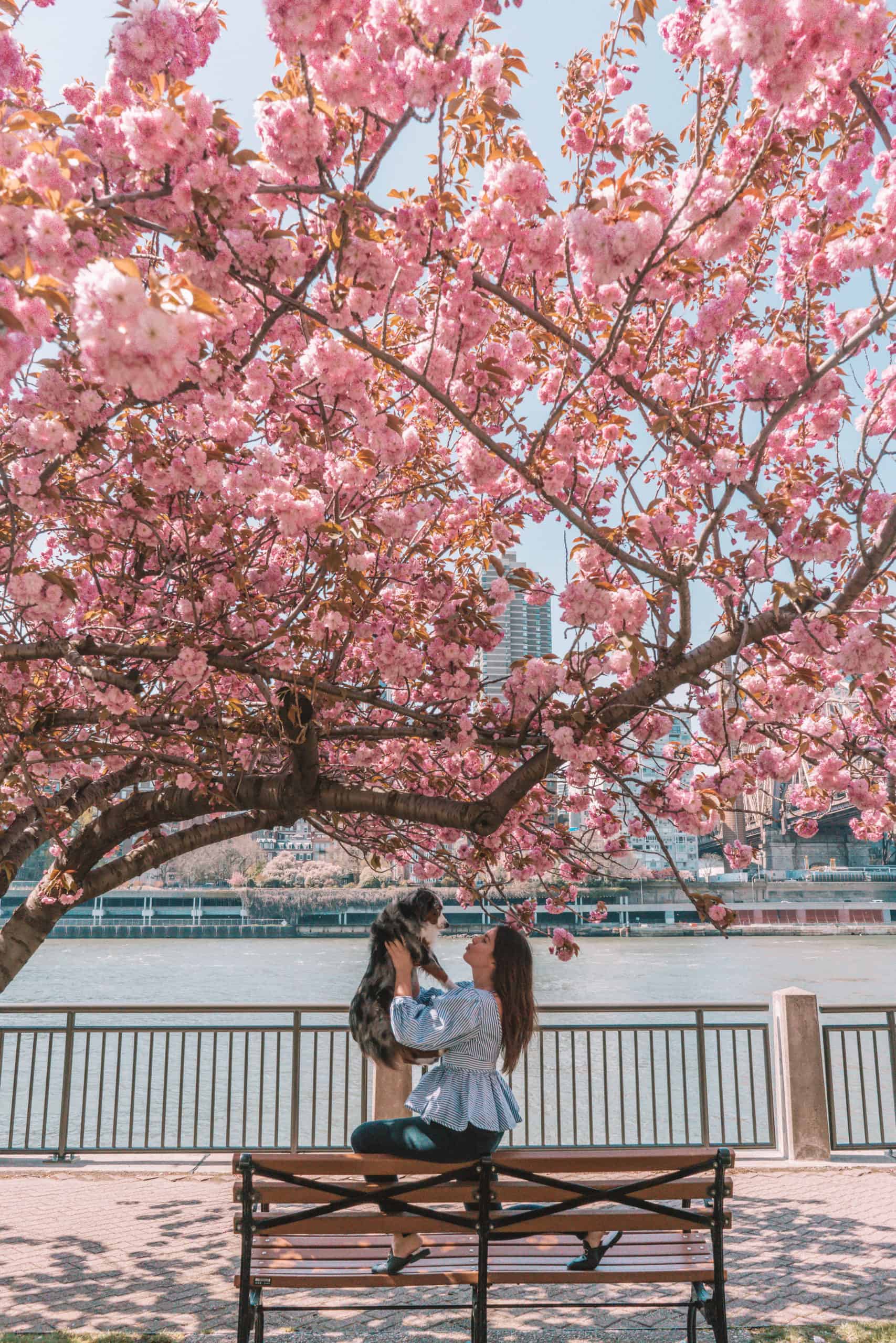 cherry blossoms in Roosevelt Island New York City