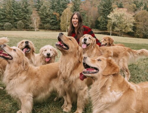 GUIDE TO THE GOLDEN RETRIEVER EXPERIENCE IN VERMONT